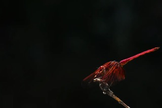 A Crimson Dropwing dragonfly